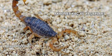 Akrepler Kaç Yıl Yaşarlar?